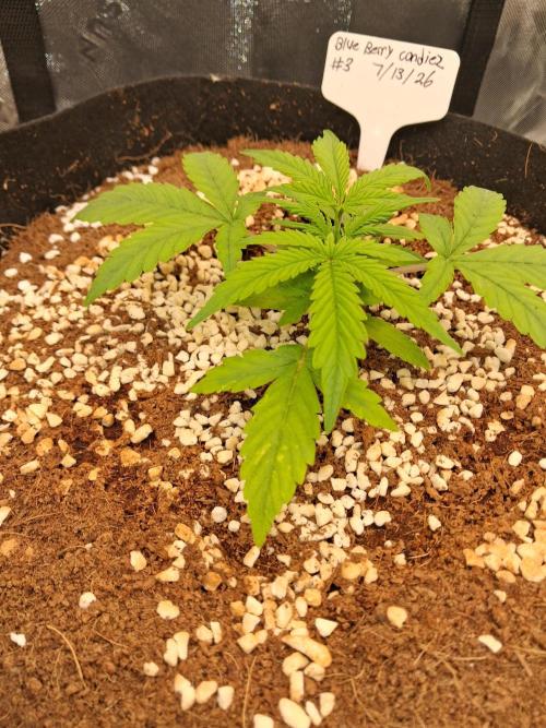 Blueberry candiez & purple pickle. Week 3