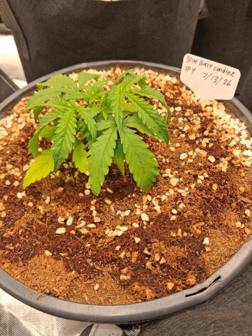 Blueberry candiez & purple pickle. Week 3