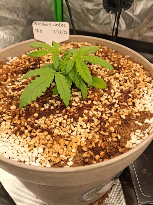 Blueberry candiez & purple pickle. Week 3