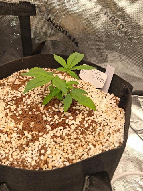 Blueberry candiez & purple pickle. Week 3