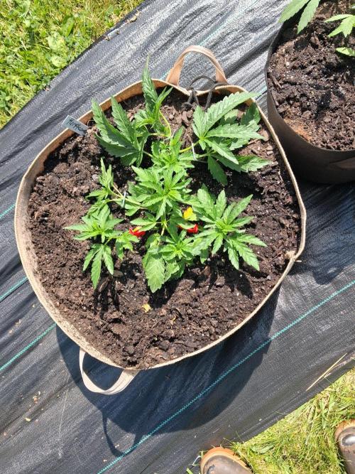 Purple Cookie Kush. Week 3