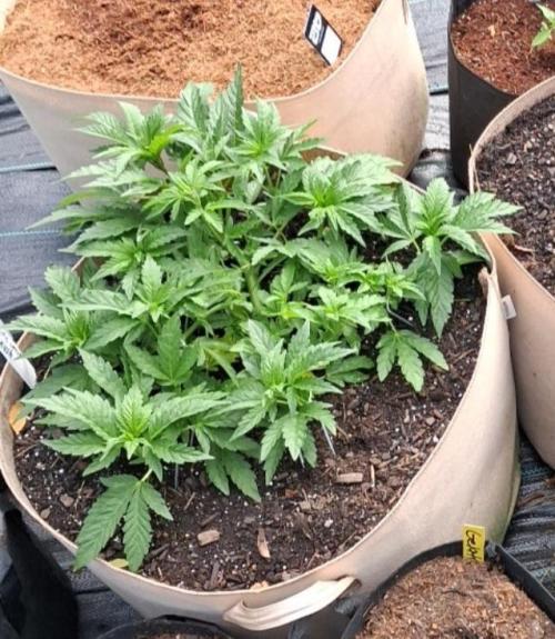 Purple Cookie Kush. Week 5