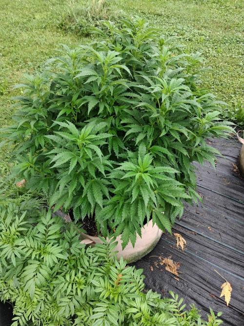 Purple Cookie Kush. Week 8