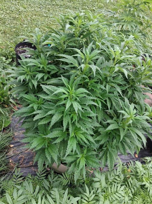 Purple Cookie Kush. Week 8