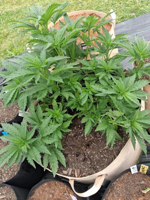 Purple Cookie Kush. Week 5