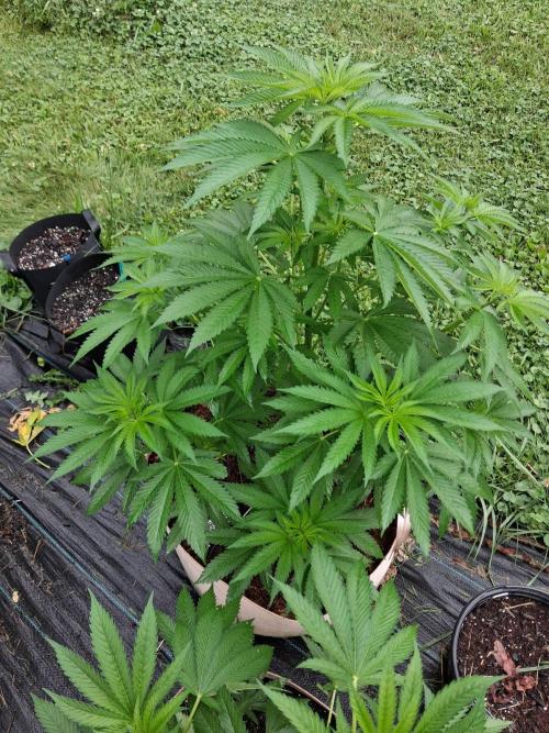 Gorilla melon. Week 8