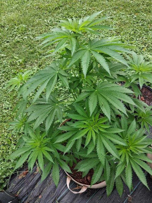 Gorilla melon. Week 8