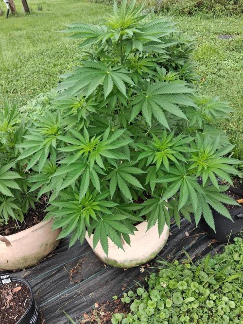 Gorilla melon. Week 9
