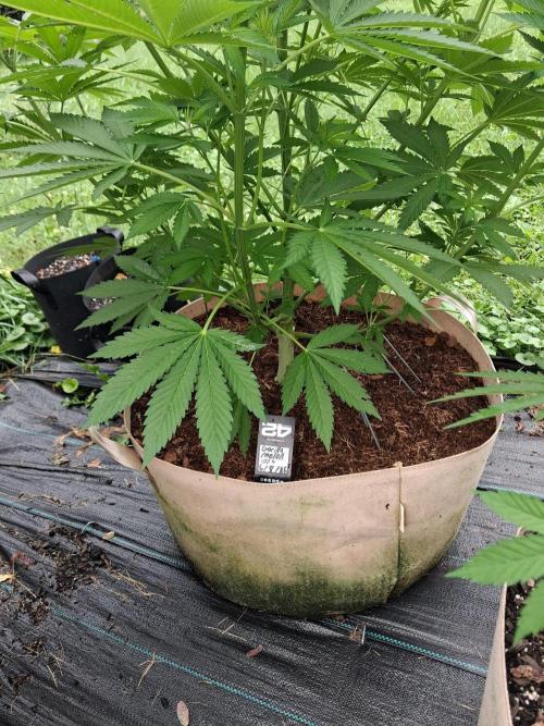 Gorilla melon. Week 9