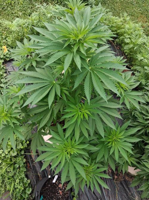 Gorilla melon. Week 9