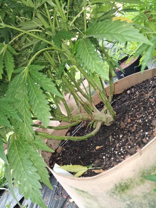 Purple Cookie Kush. Week 9