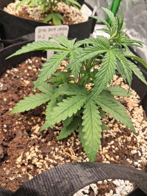 Blueberry candiez & purple pickle. Week 4