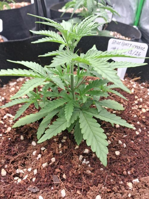 Blueberry candiez & purple pickle. Week 4