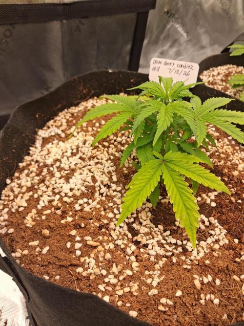 Blueberry candiez & purple pickle. Week 4