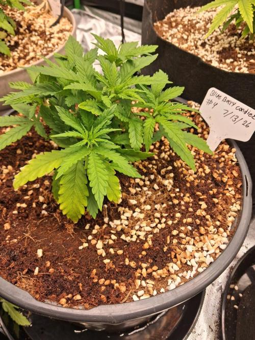 Blueberry candiez & purple pickle. Week 4
