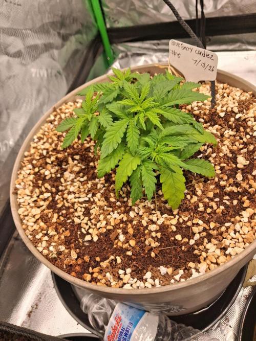 Blueberry candiez & purple pickle. Week 4