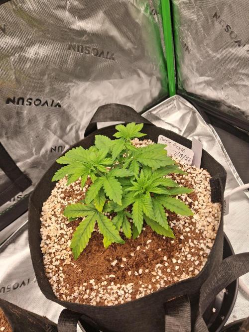 Blueberry candiez & purple pickle. Week 4