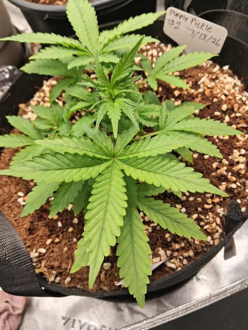 Blueberry candiez & purple pickle. Week 4