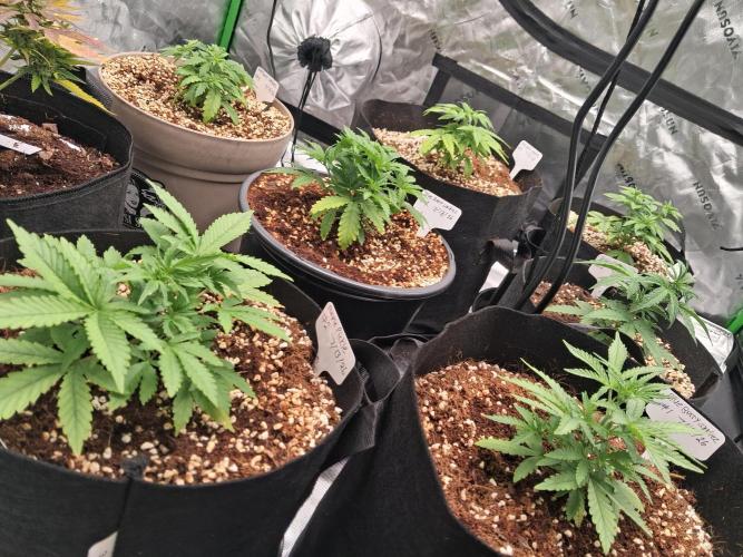 Blueberry candiez & purple pickle. Week 4