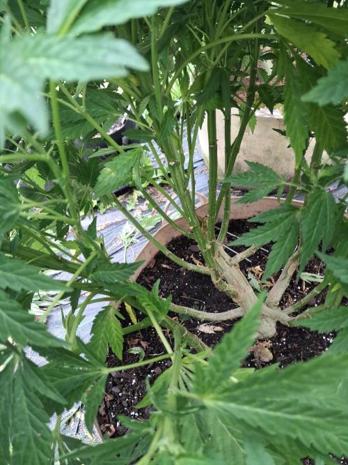 Purple Cookie Kush. Week 10