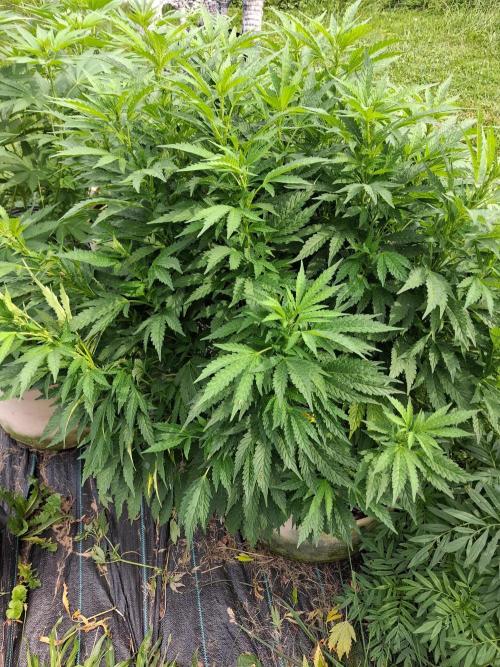 Purple Cookie Kush. Week 10