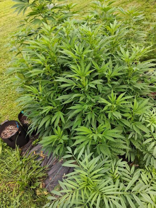 Purple Cookie Kush. Week 10