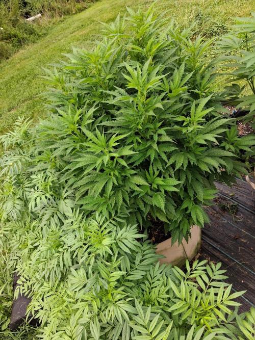 Purple Cookie Kush. Week 10