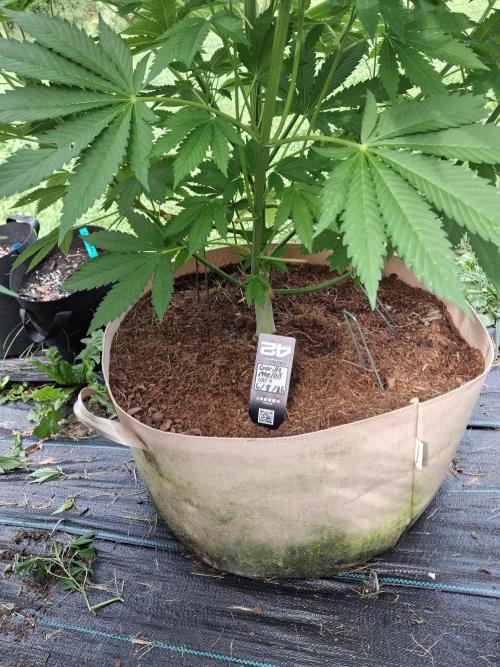 Gorilla melon. Week 10
