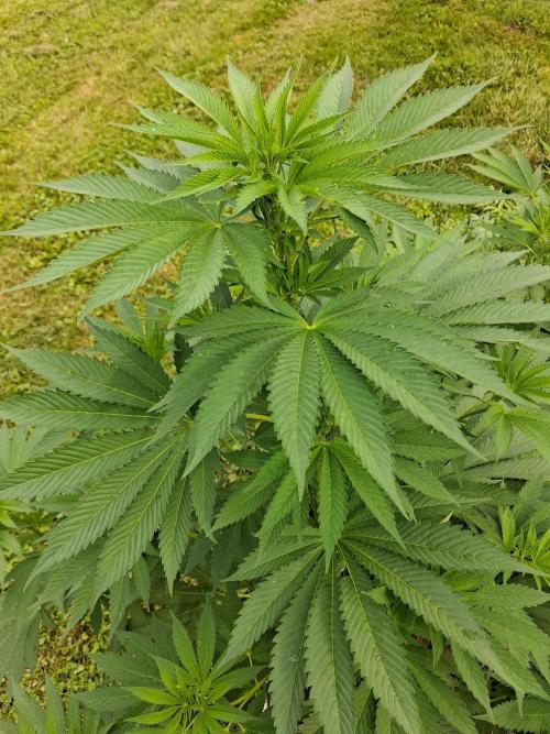 Gorilla melon. Week 10