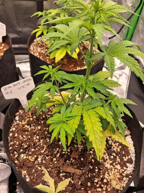 Blueberry candiez & purple pickle. Week 5