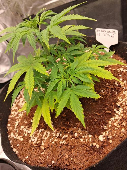 Blueberry candiez & purple pickle. Week 5