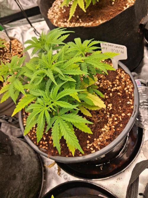 Blueberry candiez & purple pickle. Week 5