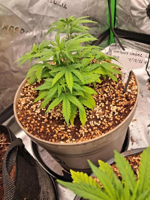 Blueberry candiez & purple pickle. Week 5