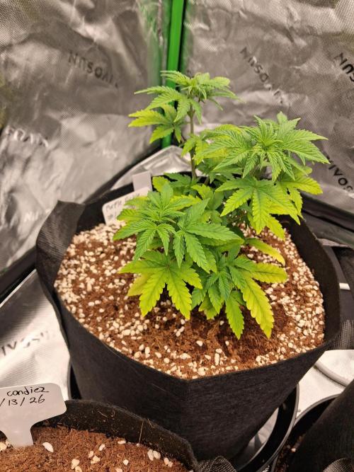 Blueberry candiez & purple pickle. Week 5