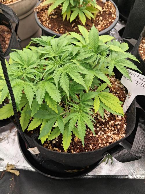 Blueberry candiez & purple pickle. Week 5