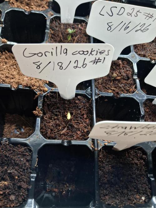 Gorilla cookies #1. Week 0