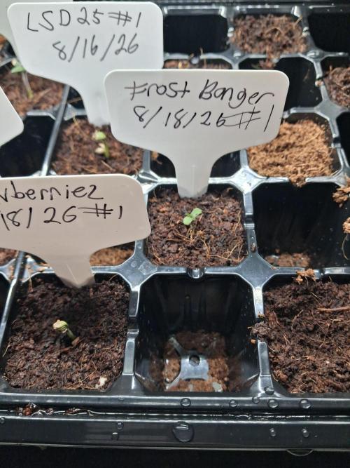 Frost banger #1. Week 0