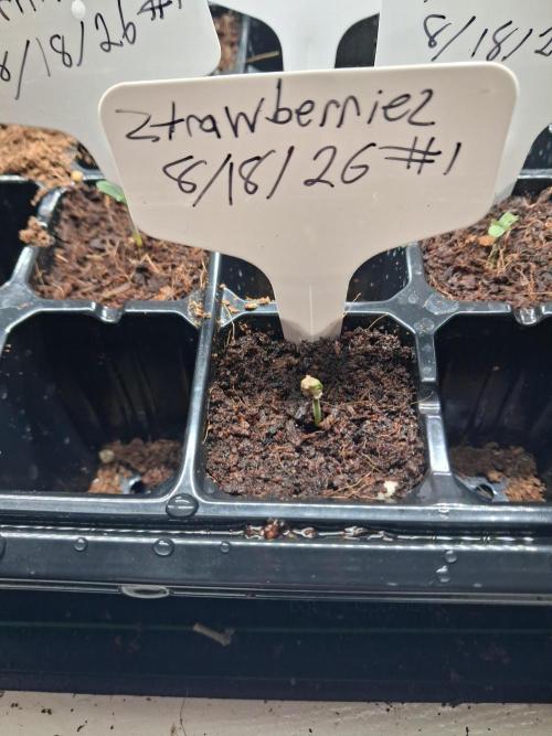 Ztrawberriez Auto. Week 0