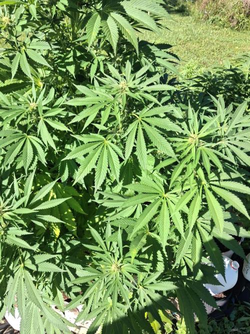 Gorilla melon. Week 13