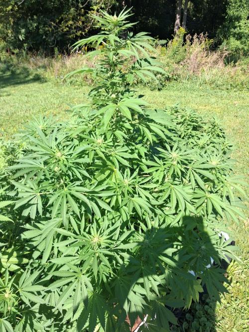 Gorilla melon. Week 13