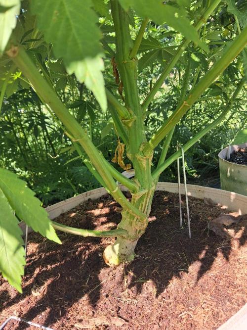 Gorilla melon. Week 13