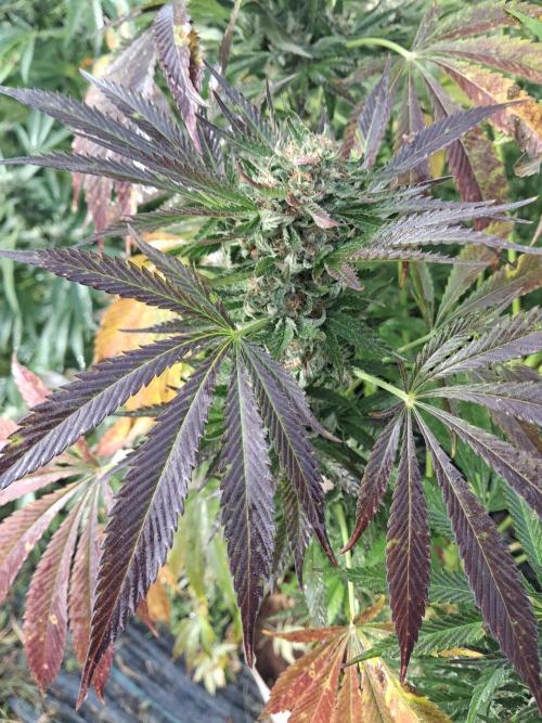 Gorilla melon. Week 16