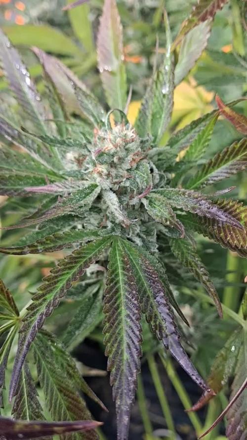 Gorilla melon