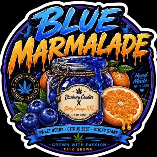 Blue Marmalade. Week 0