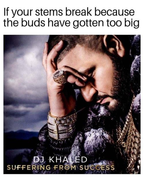 00seeds - 00 KUSH by Luken123