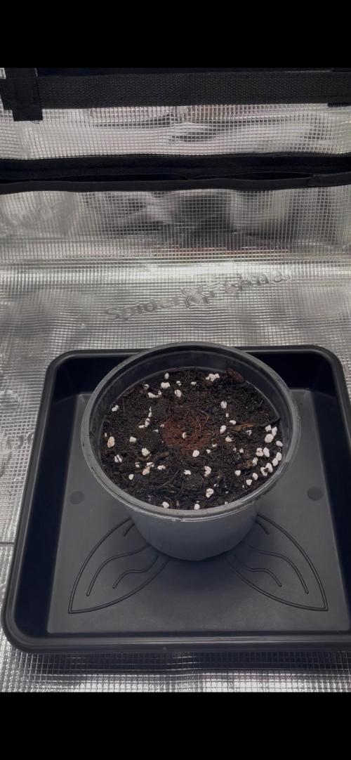 Prima esperienza, epsilon f1. Week 0