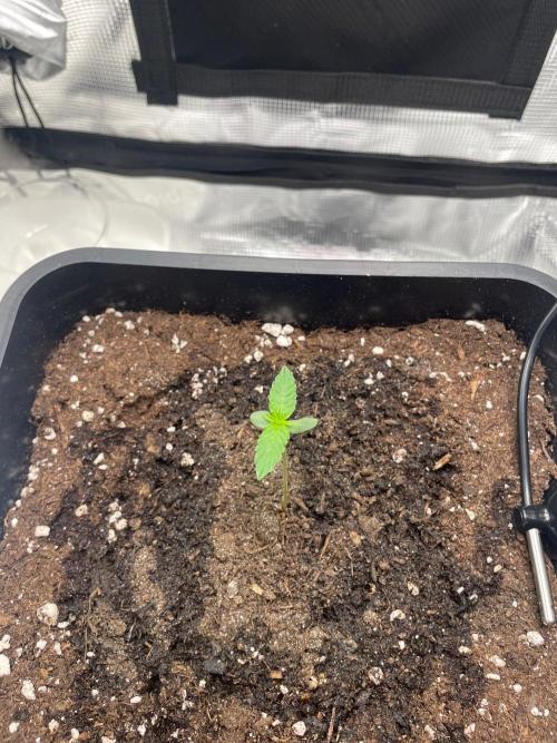 Epsilon F1 Auto. Week 1