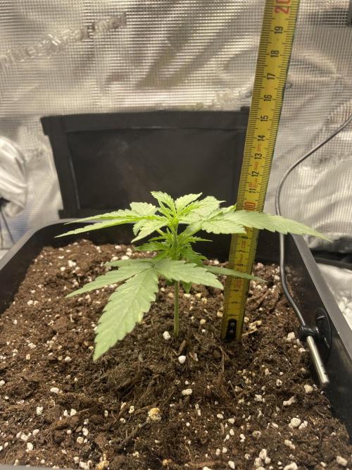 Epsilon F1 Auto. Week 2