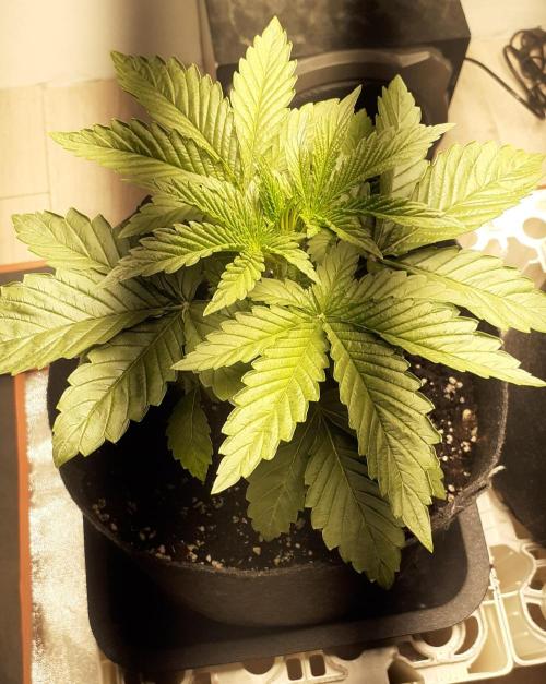 Glookies. Week 2