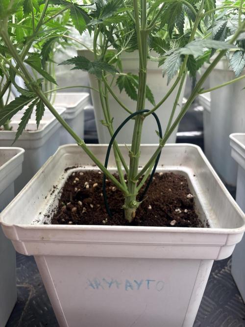 Gary peyton/ mimos x Orange punch. Week 4